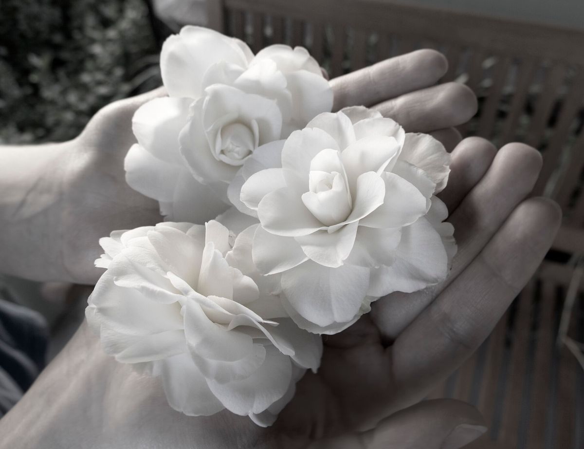 A handful of white camellias