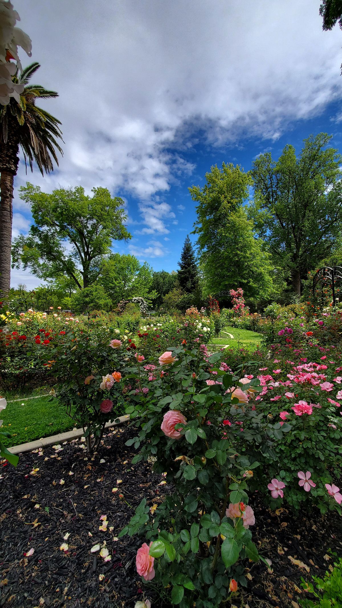 A palm tree and blooming roses in the McKinley Park rose garden