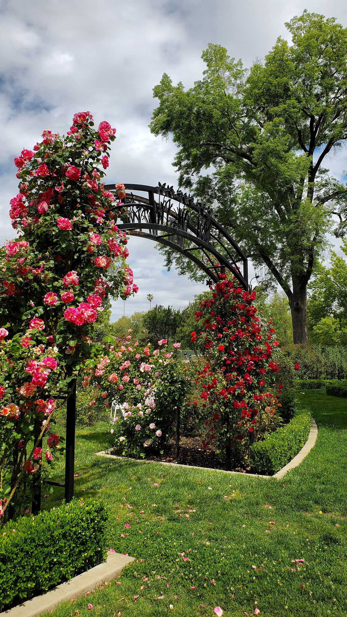 The trellis entry to the McKinley Park rose garden